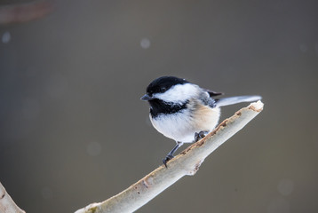 winter chickadee in snow