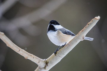 winter chickadee in snow