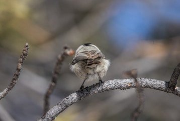 winter chickadee in snow