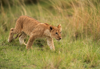 A Lion cub moving in the grasses