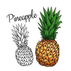 Pineapple vector drawing icon