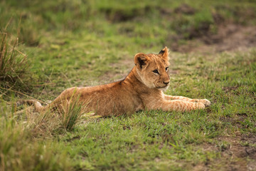 Fototapeta na wymiar Lion cub relaxing on the grasses at Masai Mara