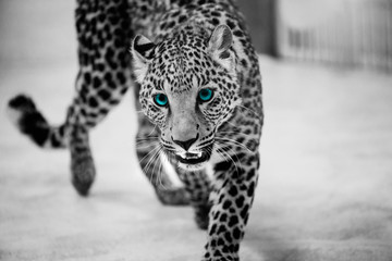 Leopard, beautiful portrait. Animal world. Big cat.