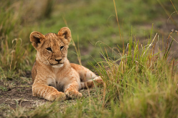 Fototapeta na wymiar A portrait of a Lion cub