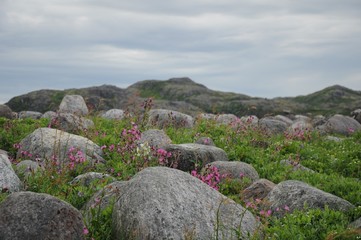 Pink small flowers among boulders and moss and mountains on the background