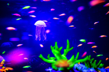 Fototapeta na wymiar Beautiful jellyfish, medusa in the neon light with the fishes. Aquarium with blue jellyfish and lots of fish. Making an aquarium with corrals and ocean wildlife. Underwater life in ocean jellyfish.