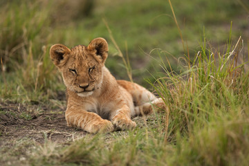 Fototapeta na wymiar Lion cub resting in the evening hours, Masai Mara
