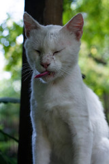 Naklejka na ściany i meble Domestic white cat in nature