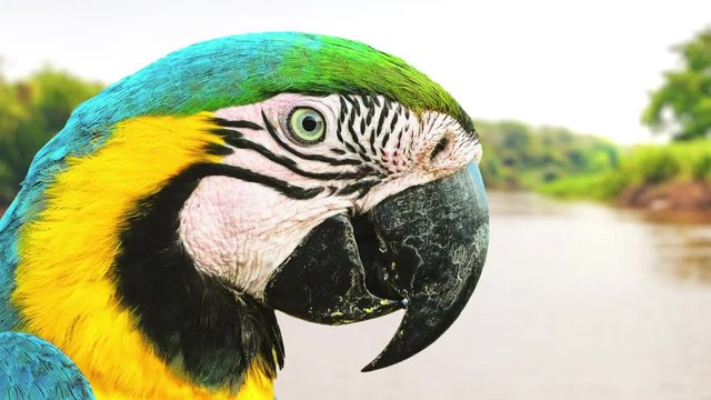 Animated video of a blue and yellow macaw of the Brazilian Pantanal, in Paraguay river. Video montage with photos. Wild bird known as Caninde macaw.