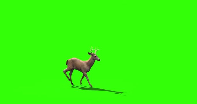 4k green screen side view footage of a deer crossing the screen. 