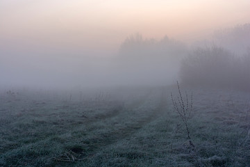 misty morning in the field