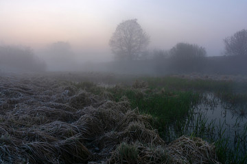 misty morning in the field