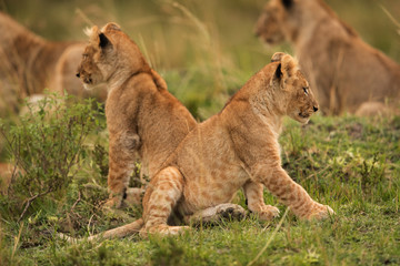 Fototapeta na wymiar Lion cubs, Masai Mara