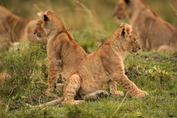 Lion cubs, Masai Mara