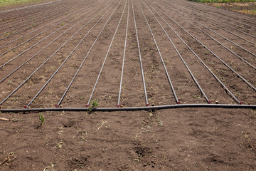 irrigation system on a farm in summer