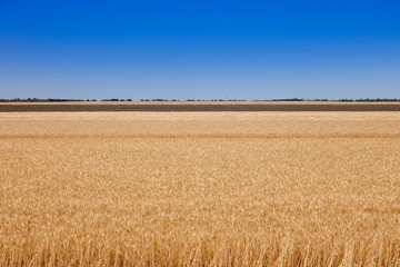 yellow field of ripe wheat before harvest in hot summer