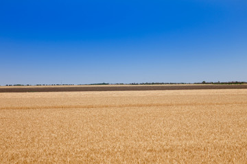 Fototapeta na wymiar yellow field of ripe wheat before harvest in hot summer