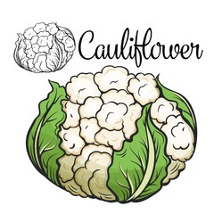 Cauliflower vector drawing icon