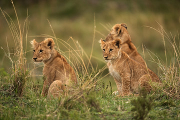 Fototapeta na wymiar Lion cubs in the Savannah during dusk