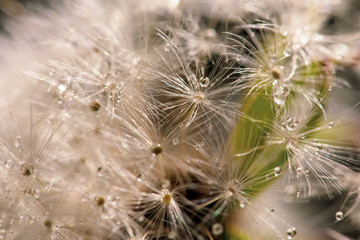 Abstract macro photo of plant seeds with water drops.