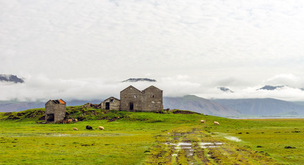 Old and abandoned farm houses on the countryside of Iceland with icelandic sheep grassing infront.