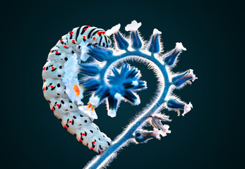 Close up   beautiful Сaterpillar of swallowtail 