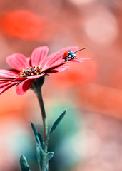 Fototapeta na wymiar Beautiful ladybug on leaf defocused background
