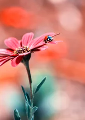 Fototapeten Beautiful ladybug on leaf defocused background © blackdiamond67