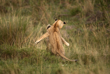 Lion cubs pushing each other, Masai Mara