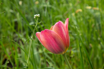 Saturratrd red tulips that grow in the garden.