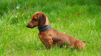 Dog dachshund for a walk on a background of green spring grass. Pet favorite red-haired puppy