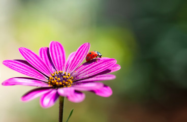 Obraz premium Beautiful ladybug on leaf defocused background