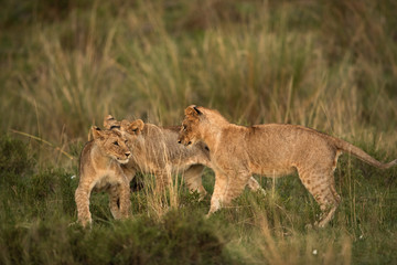 Lion cubs playing, Masai Mara