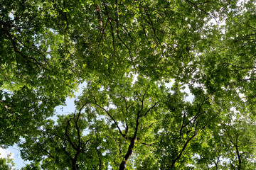 Fototapeta na wymiar aerial view of the tree canopy