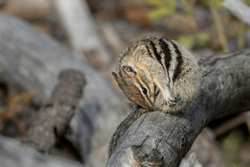 Chipmunk preening itself on a log.