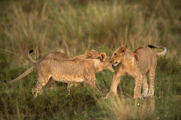 Fototapeta na wymiar Lion cubs in the evening hours, Masai Mara