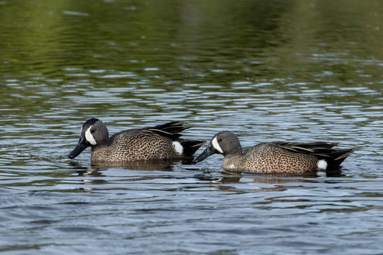 Blue winged teals in the water.