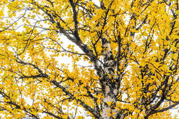 Fototapeta premium Yellow leafs on birch tree closeup during fall outdoors in forest.
