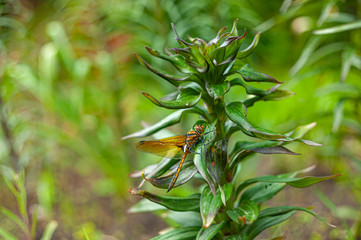 A golden dragonfly on lily flower stem on green garden background