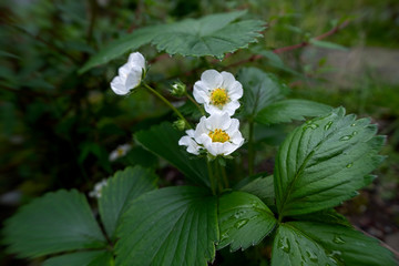 Strawberry flowers in the garden .