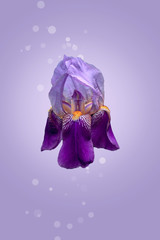 Purple iris flower on the purple background with copy space.