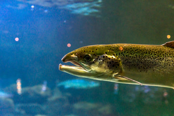 Norwegian salmon fish underwater.
