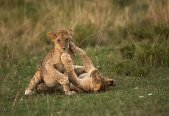 Fototapeta na wymiar Lion cubs playing during dusk, Masai Mara