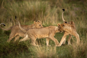 Lion cubs playing in the evening at Masai Mara