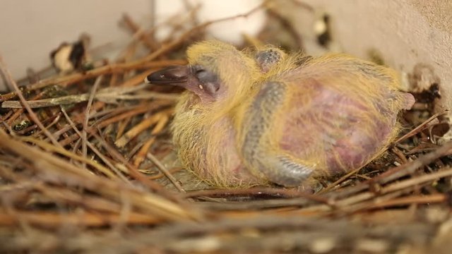 Newly born pigeon chick in a nest. Close-up of a pigeon baby with a gray feather on a nest
