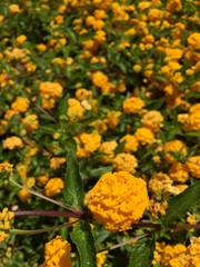 yellow chrysanthemum flowers