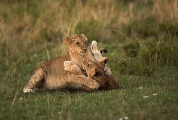Lion cubs pushing each other while playing, Masai Mara