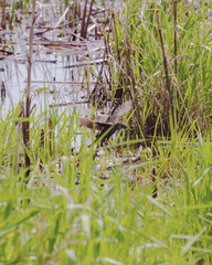 A female red-winged blackbird glides in for a landing in the marsh grasses.