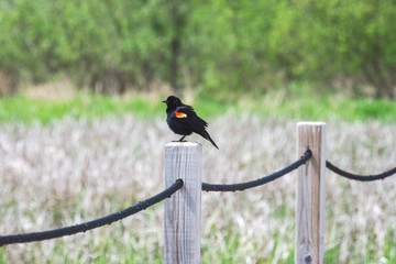 A red-winged blackbird perches on the post to a railing overlooking cattail grasses in the spring.