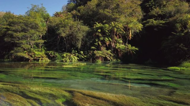 4k right to left panning motion of the crystal clear fast flowing water of the Blue Spring which is a nature fresh water spring and hiking trail of the Te Waihou walkway ,north Island,New Zealand 